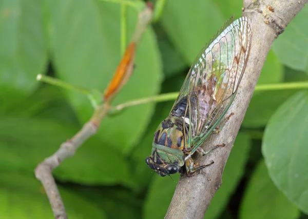 Cigale, tibicen linnei — Photo