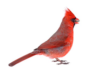 Kuzey Kardinal izole