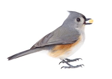 Tüylü Titmouse Yeme 