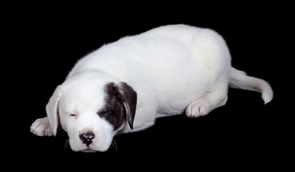 Cachorrinho sonolento — Fotografia de Stock