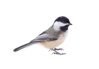 Bülbül, siyah şapkalı, poecile atricapilla, izole