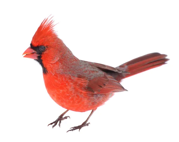 Cardinal Isolated — Stock Photo, Image