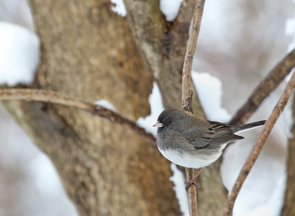 Junco de ojos oscuros, Junco hyemalis — Foto de Stock