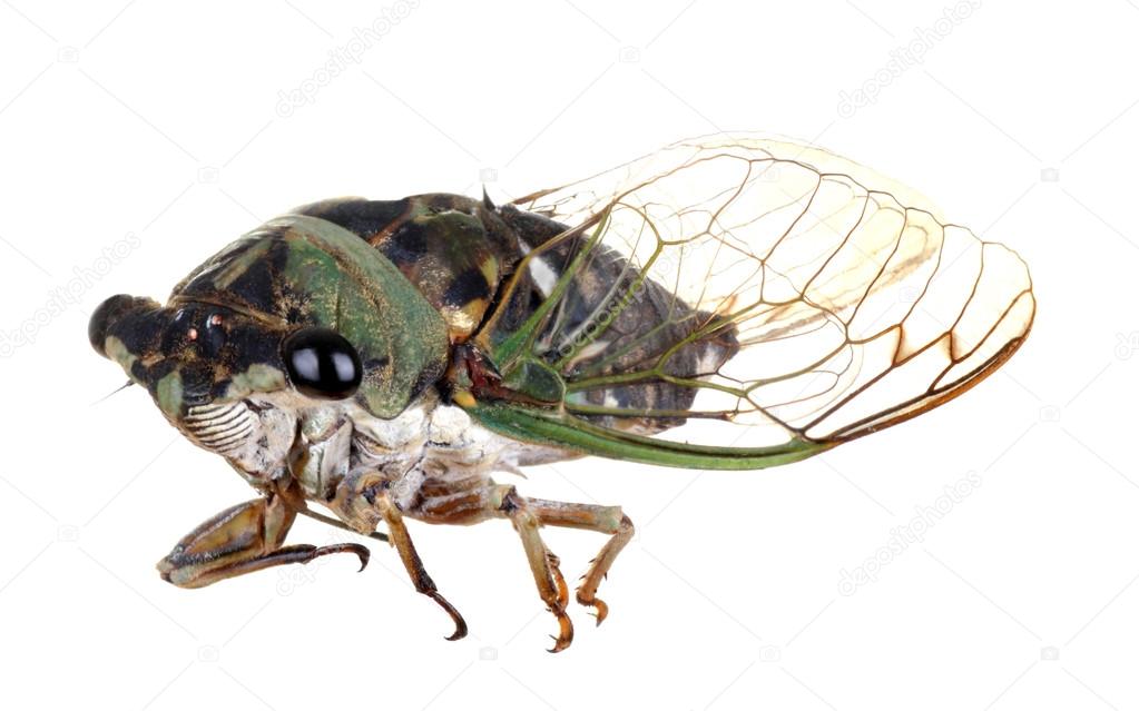 Cicada, Tibicen linnei