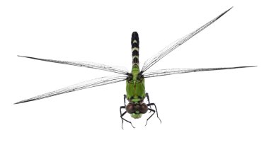 Doğu pondhawk yusufçuk, erythemis simplicicollis