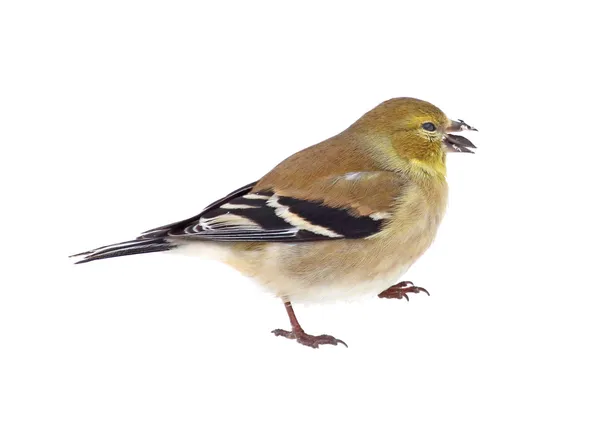 American Goldfinch Isolado — Fotografia de Stock