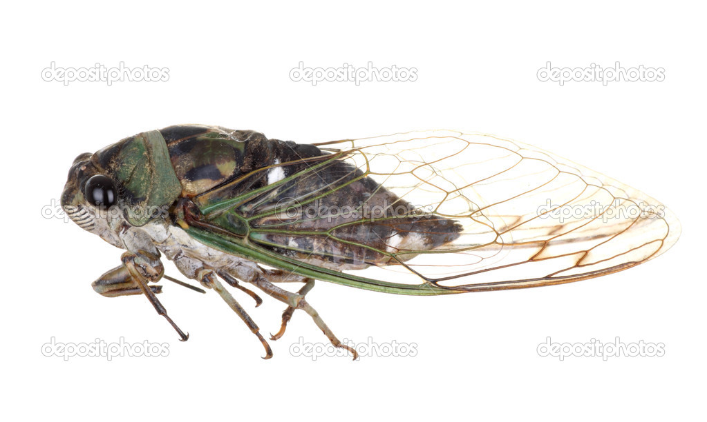 Cicada, Tibicen linnei