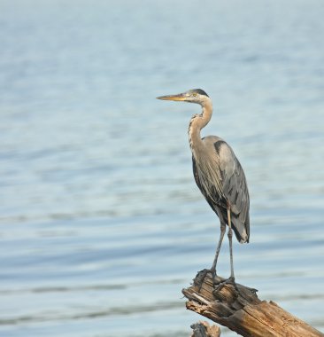 Büyük Mavi Balıkçıl (ardea herodias)