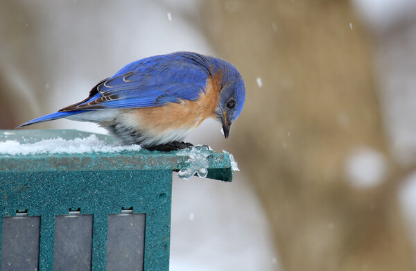 Bluebird with Falling Snow