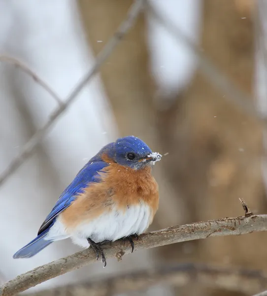 Bluebird, Sialia sialis — Fotografia de Stock