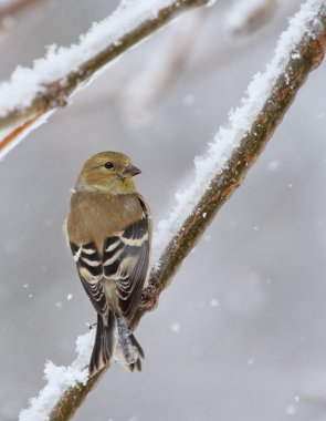 Amerikan Saka kuşu, carduelis tristis