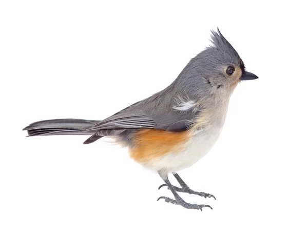 Titmouse isolado — Fotografia de Stock