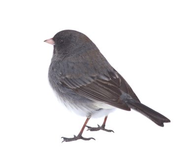 izole junco