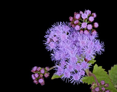 yanan yıldız çiçek