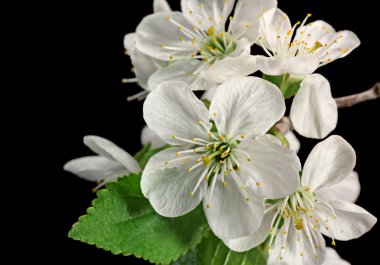 kiraz ağacı çiçekleri