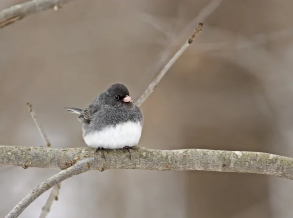 Tmavé oči junco — Stock fotografie