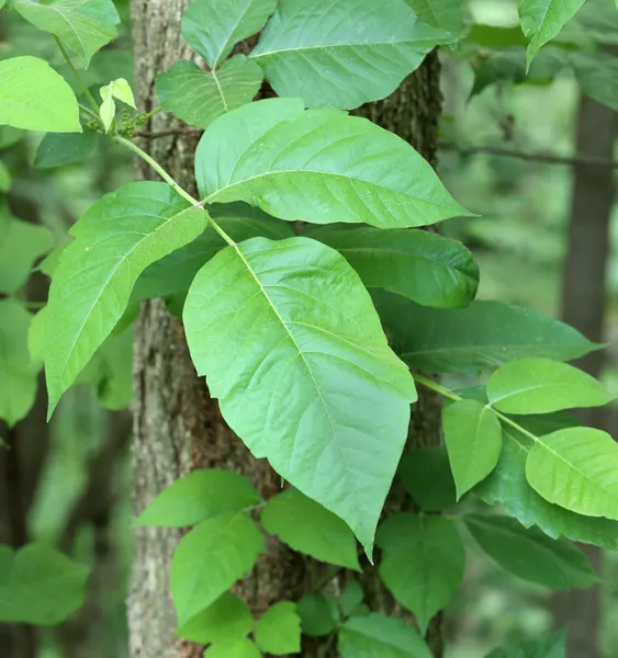 Trujący bluszcz, toxicodendron radicans — Zdjęcie stockowe