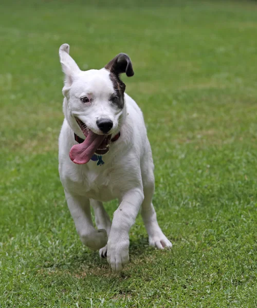 Running Puppy — Stock Photo, Image