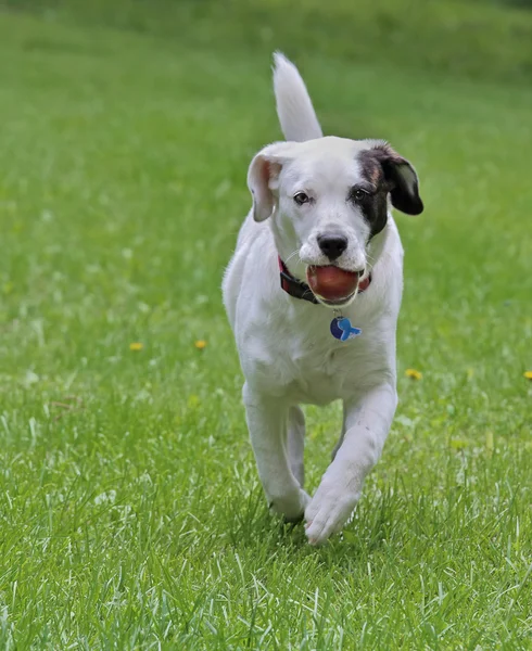 Puppy Runnin in the Grass — Stock Photo, Image
