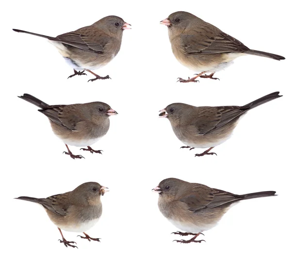 Collage di juncos scuro-eyed — Foto Stock