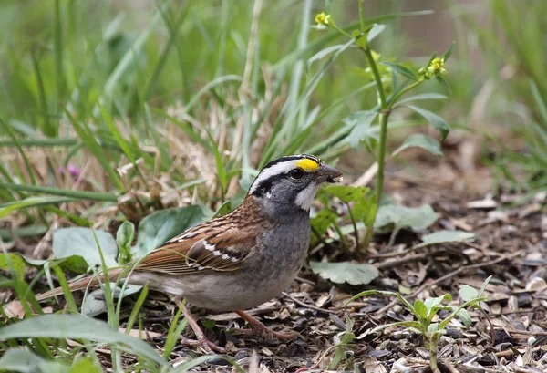 White-throated Sparrow, Zonotrichia albicollis — Stock Photo, Image