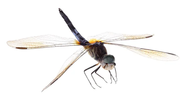 孤立的蓝色 dasher 蜻蜓 — 图库照片
