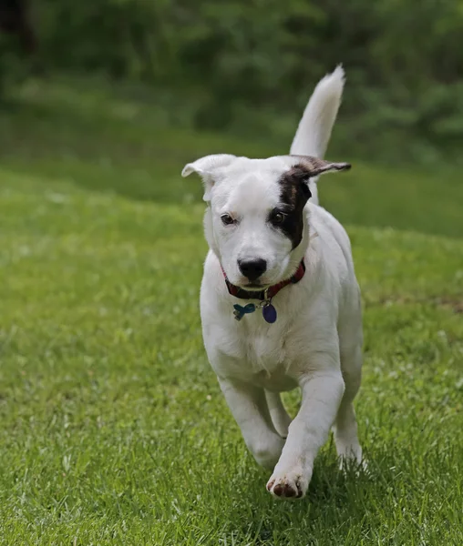 Running Dog — Stock Photo, Image