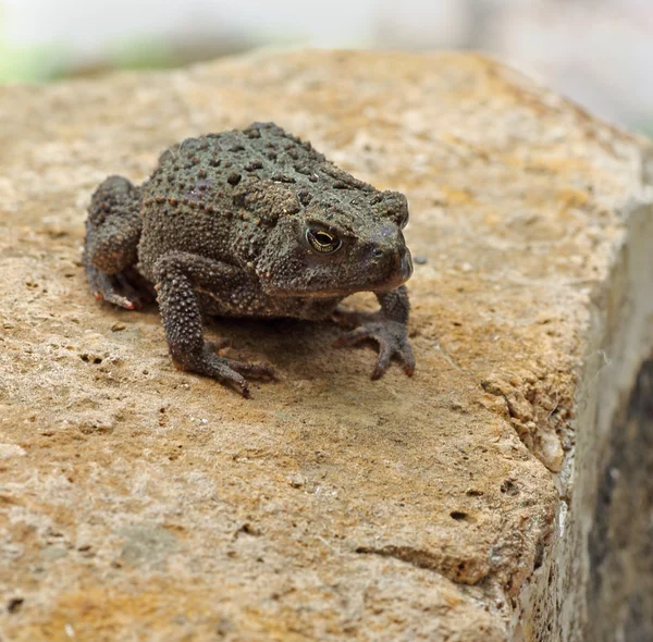 Toad on a Rock — Stock Photo, Image