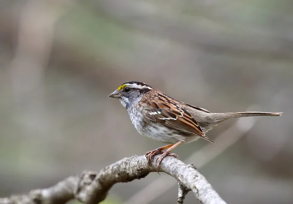 White-throated Sparrow, Zonotrichia albicollis — Stock Photo, Image