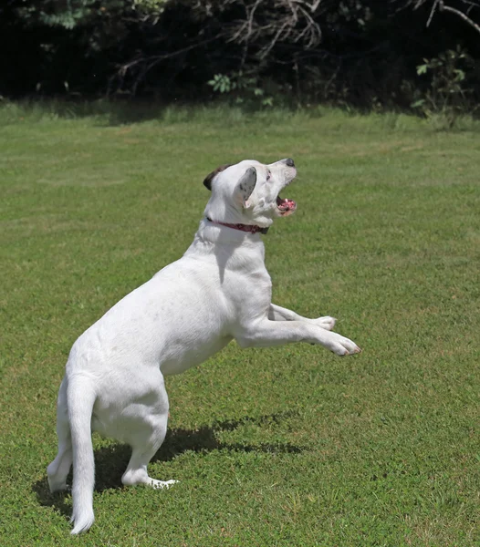 White Dog Jumping — Stock Photo, Image