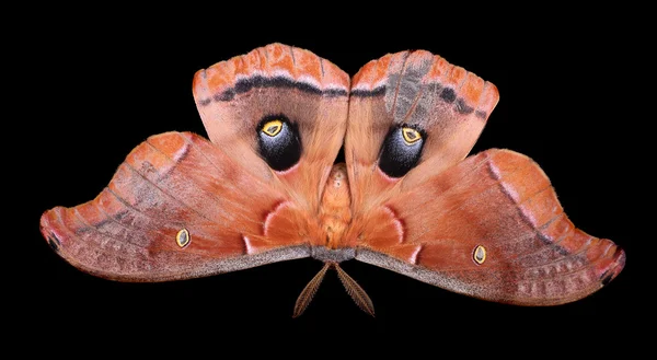 Polilla polifemo aislada — Foto de Stock