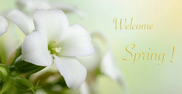 Closeup Kalanchow Branco Flor Com Fundo Colorido Texto Primavera Boas — Fotografia de Stock