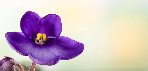 Närbild Afrikansk Violett Blomma Med Färgglada Bakgrund För Kopia Utrymme — Stockfoto