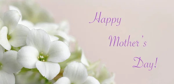 Closeup Beautiful White Kalanchoe Flowers Happy Mothers Day Text — Stock Photo, Image