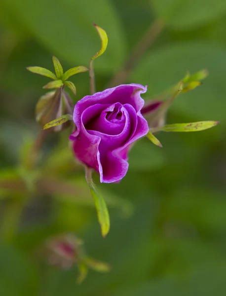 Fresh crimson rose on blurred background of green foliage — Stock Photo, Image