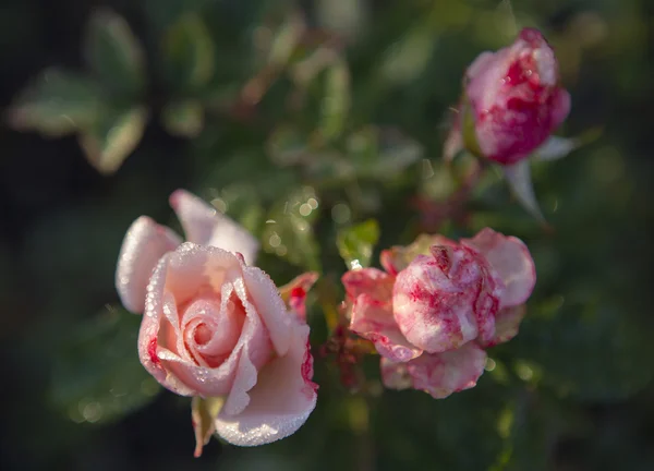 Red roses covered with dew — Stock Photo, Image