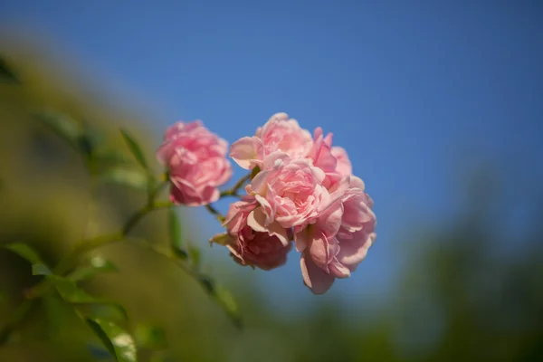 Bush of red roses — Stock Photo, Image