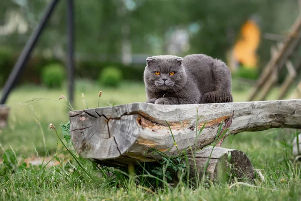 Schattig Kat Tuin — Stockfoto