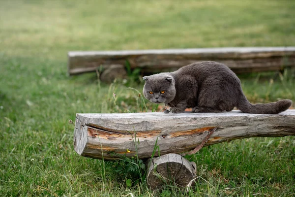 ormanda küçük kedi