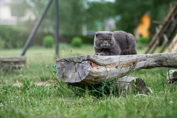 cute gray cat on the grass