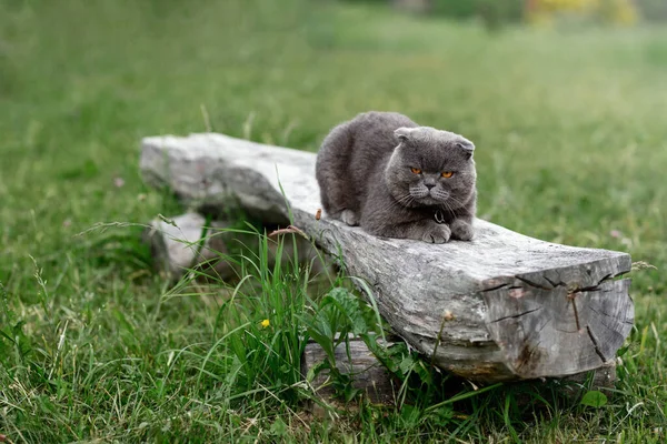 portrait of an adorable gray-eyed cat