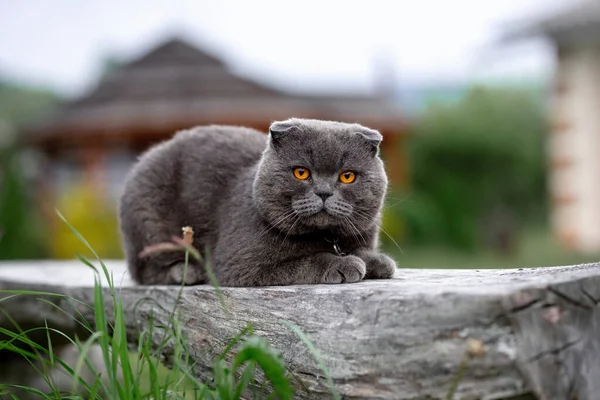 gray cat on the background of the green grass.
