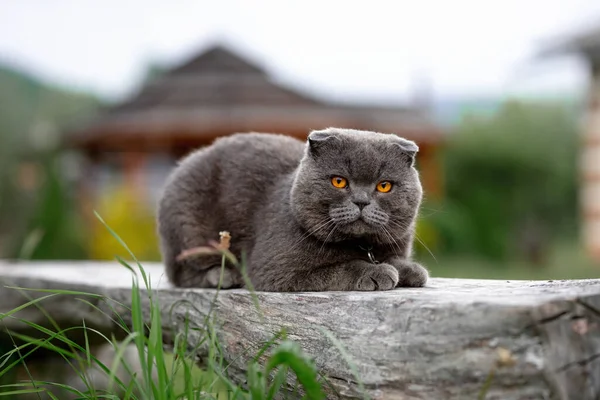 cute cat on the nature of spring, outdoors