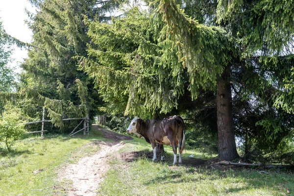 Dağlarda güzel bir gün batımı