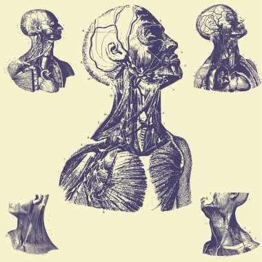 eski vintage vektör vektör setleri