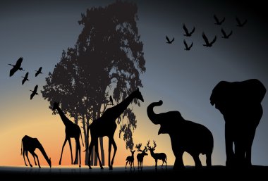 gün batımı safari vahşi yaşam karşı günbatımı vektör kontrast