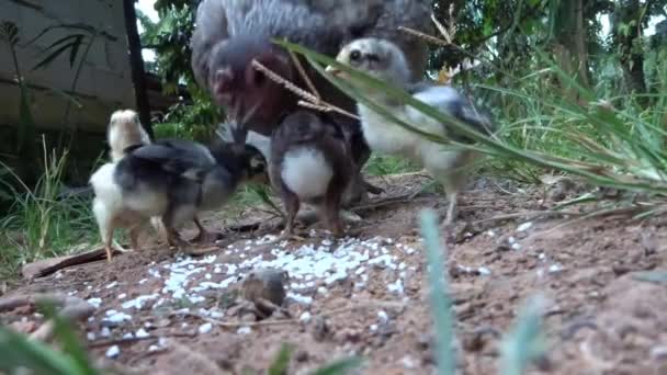 Mother Chicks Looking Food — Stockvideo