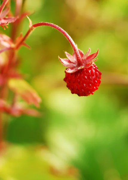 Wild strawberry — Stock Photo, Image