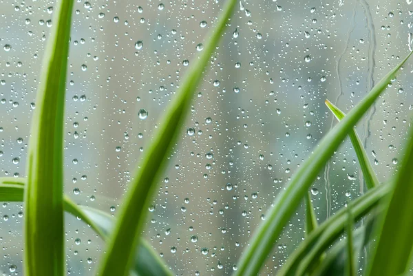 Regentropfen — Stockfoto