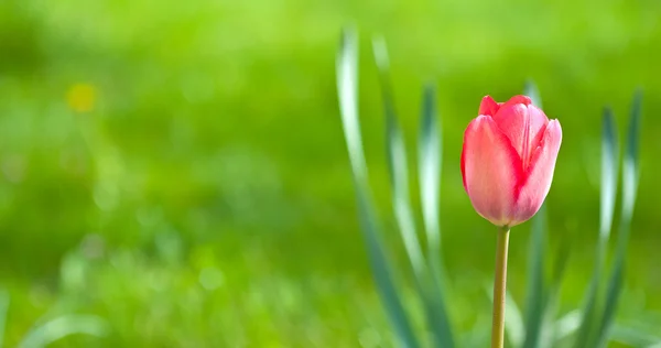 Tulip — Stock Photo, Image